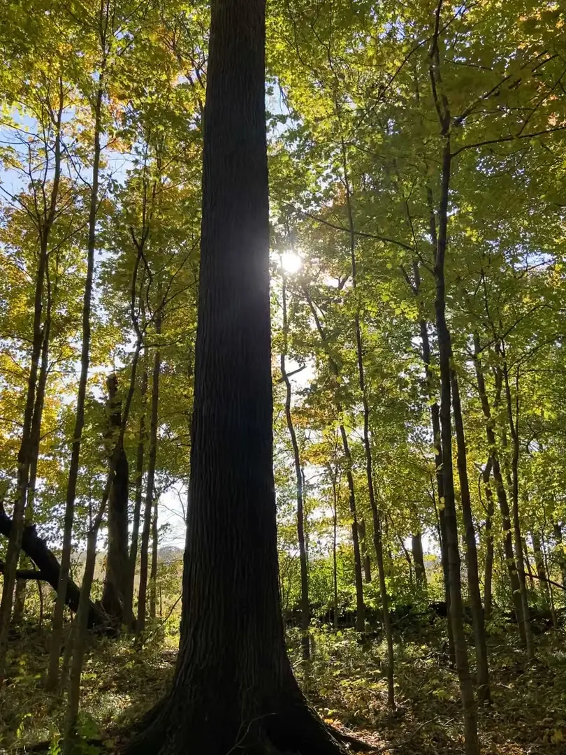 Outdoor Image