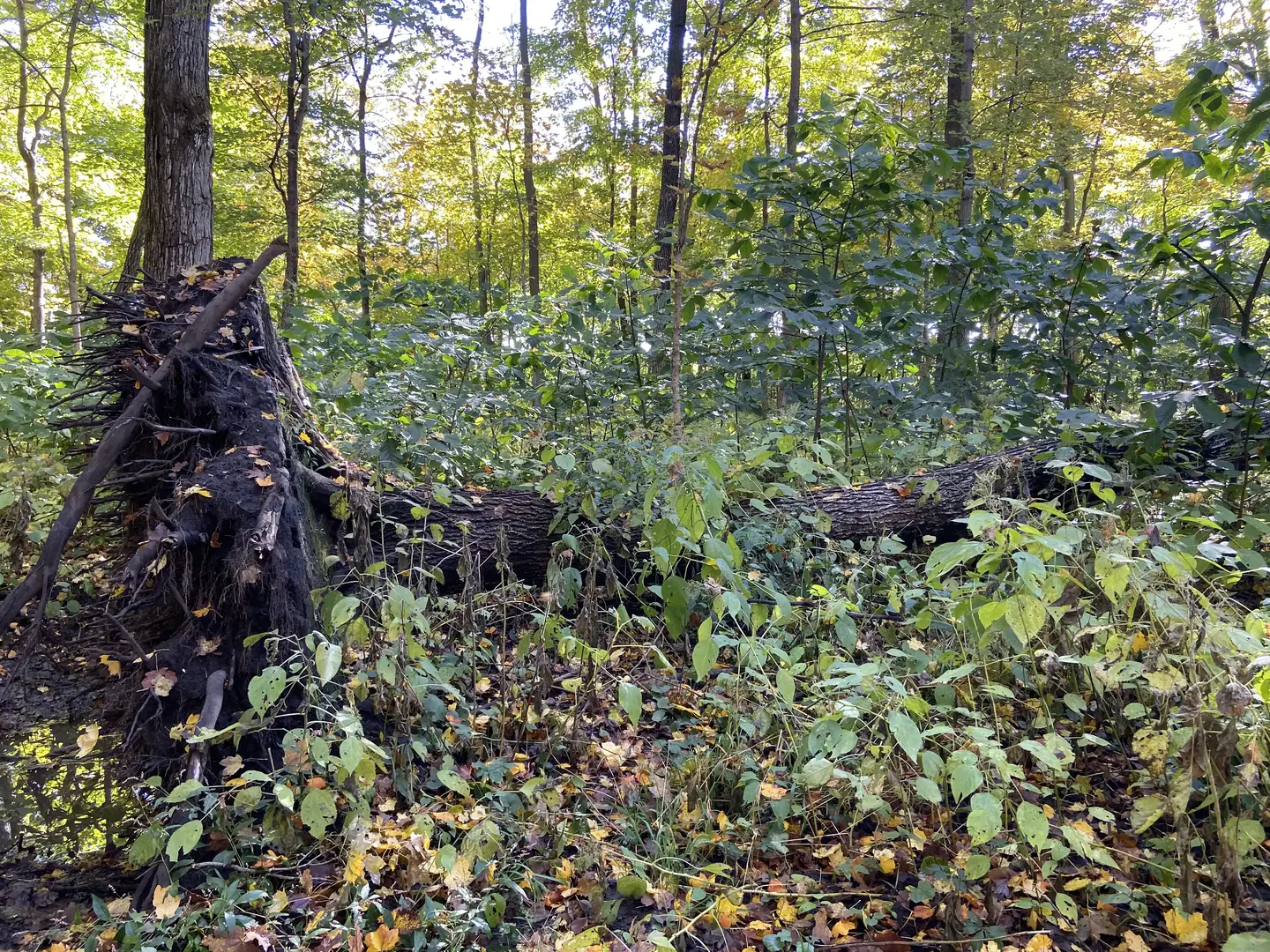 Outdoor Image