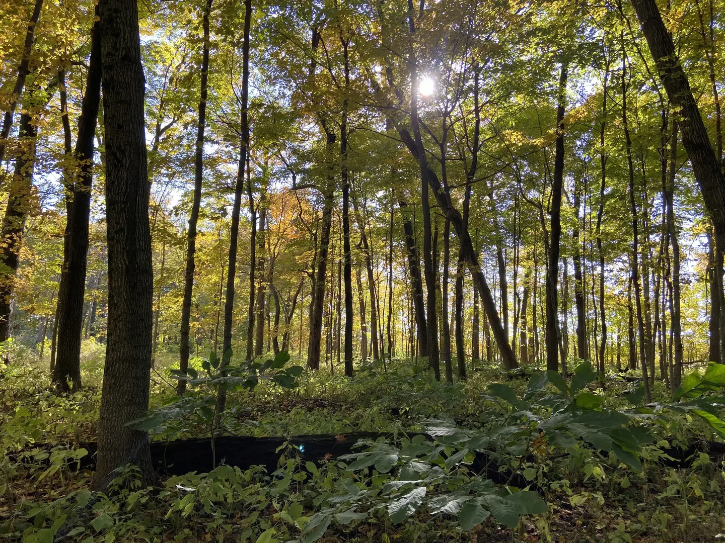Outdoor Image