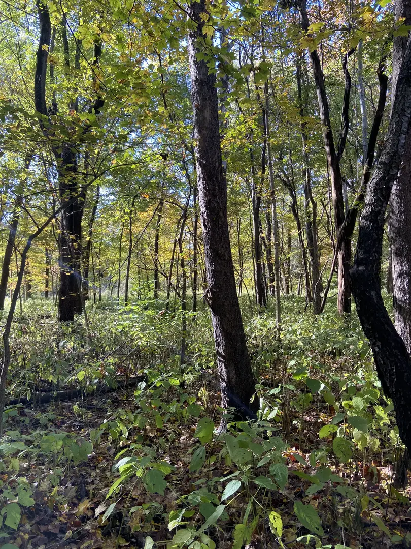 Outdoor Image